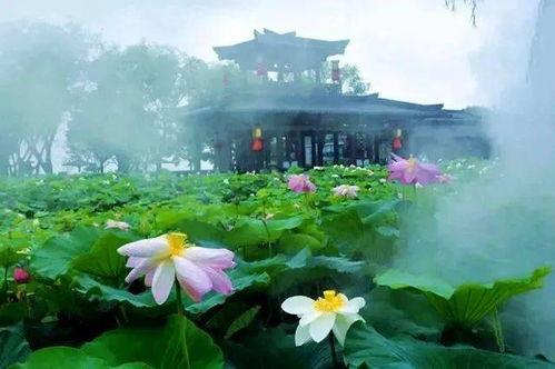 荷塘电影院,光影交织的梦幻空间